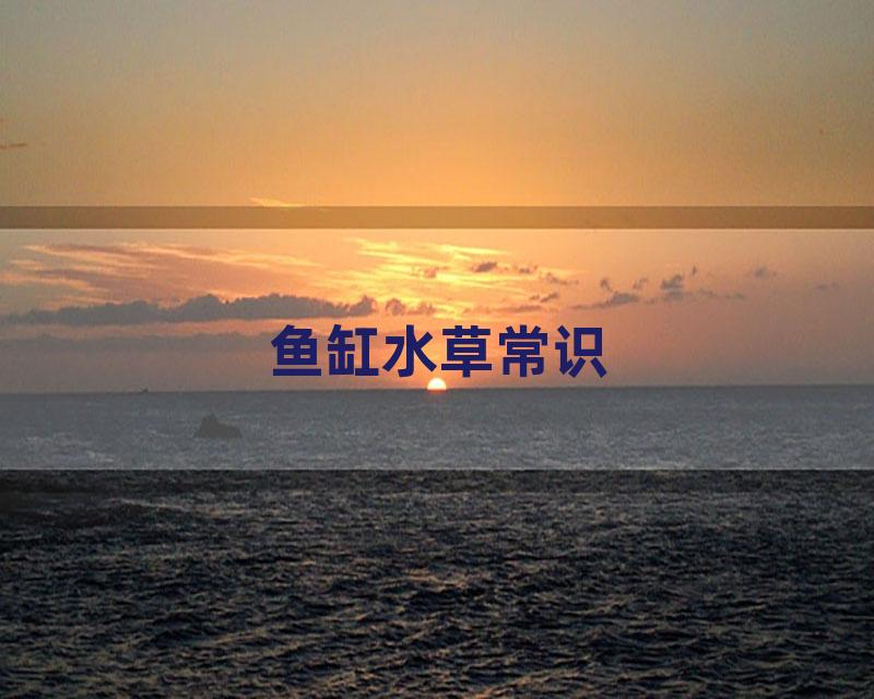 鱼缸水草常识