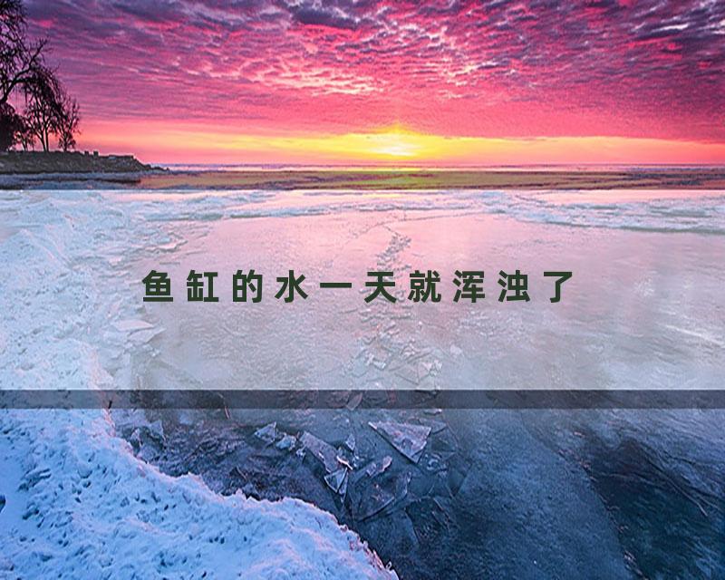 鱼缸的水一天就浑浊了