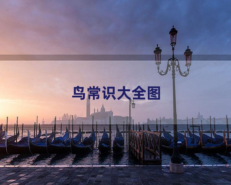 鸟常识大全图