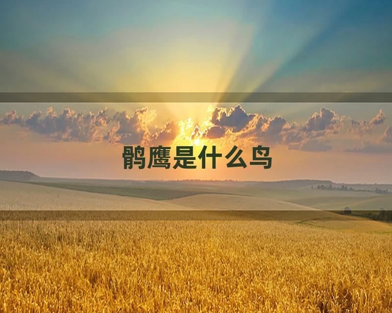 鹘鹰是什么鸟