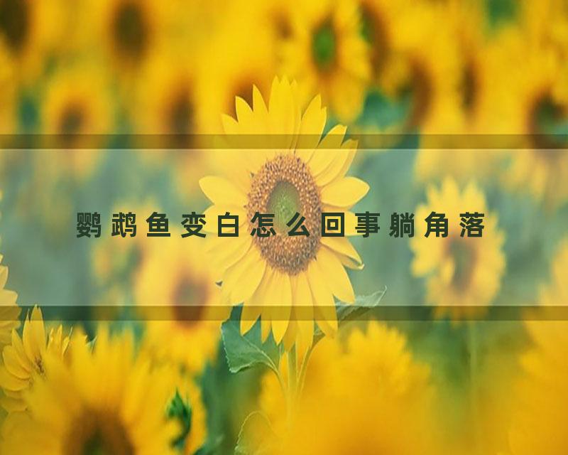 鹦鹉鱼变白怎么回事躺角落