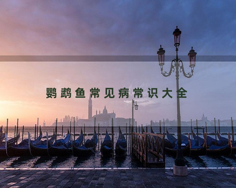鹦鹉鱼常见病常识大全