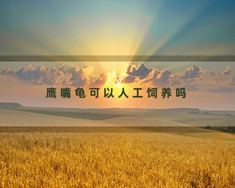 鹰嘴龟可以人工饲养吗