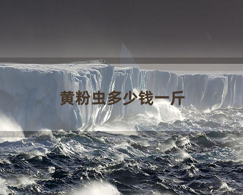 黄粉虫多少钱一斤