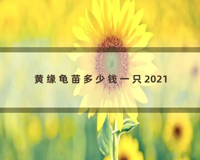 黄缘龟苗多少钱一只2021