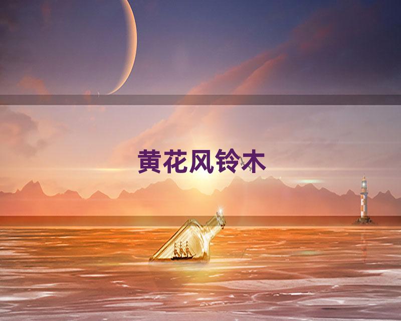 黄花风铃木
