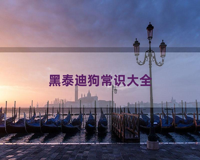 黑泰迪狗常识大全