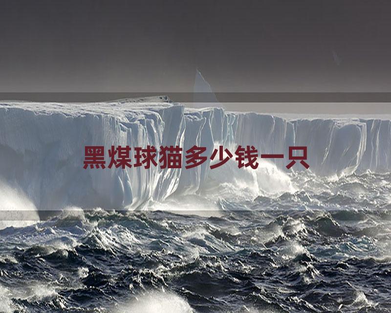 黑煤球猫多少钱一只