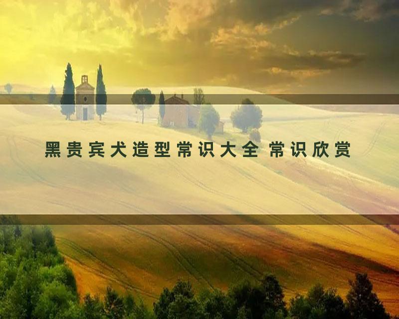 黑贵宾犬造型常识大全 常识欣赏