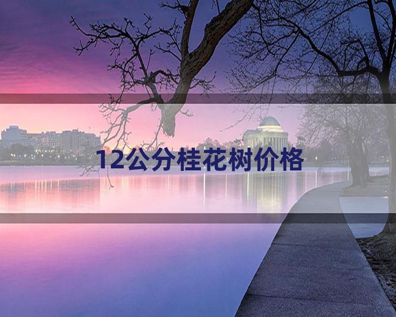 12公分桂花树价格