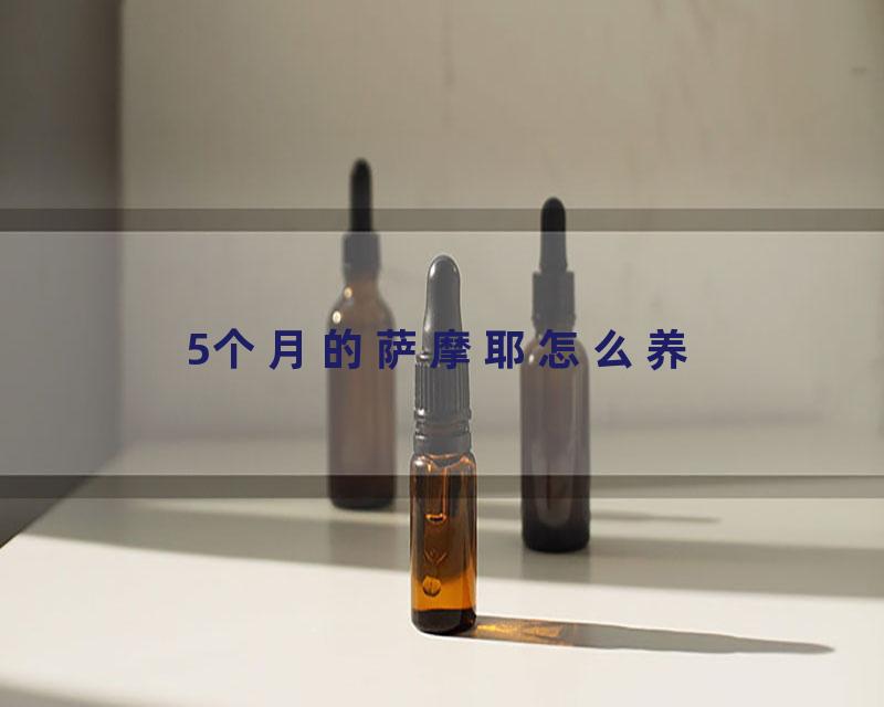5个月的萨摩耶怎么养